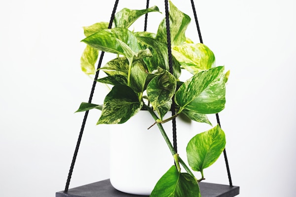 2026年世界杯足球赛官方宣传图